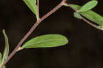 Pine barren frostweed